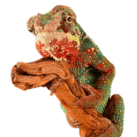 kameleontti, chameleon - 免费PNG