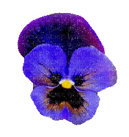 Purple & Blue Flower Pansy