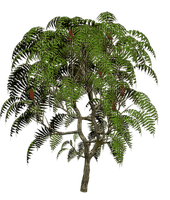 Kaz_Creations Trees Tree - zdarma png