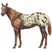 aze cheval s34 marron Brown blanc White - GIF animado grátis