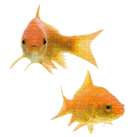 poissons - PNG gratuit