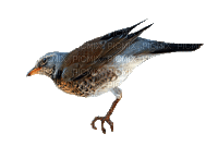 birds anastasia - GIF เคลื่อนไหวฟรี