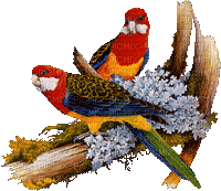 Vögel, Papageien, Blumen - Бесплатный анимированный гифка