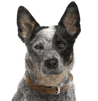 dog face bp - kostenlos png
