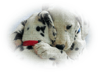 cecily-chiens dalmatiens - 免费PNG