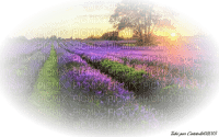 lavender field sunshine3 - png gratis