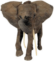 Kaz_Creations Elephants Elephant - фрее пнг