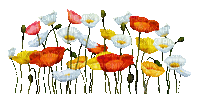 soave deco flowers poppy border  red yellow pink - Free animated GIF