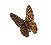 butterfly - Gratis animeret GIF