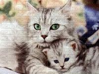 chaton et sa maman - PNG gratuit