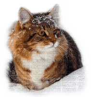 Rena Snow Winter Cat Katze - kostenlos png