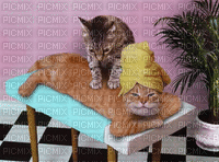 CAT - Ilmainen animoitu GIF