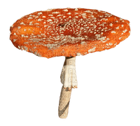 mushroom - безплатен png