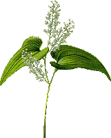 Fleur.Flower.Plants.Plante.Victoriabea - Безплатен анимиран GIF