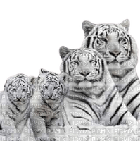 Tigre blanc - bezmaksas png