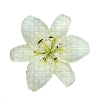 Fleur blanche.White flower.Victoriabea - бесплатно png