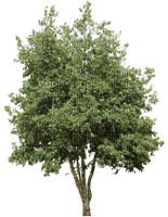 Baum - Free PNG
