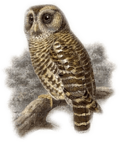 chouette/owl - бесплатно png