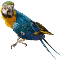 Kaz_Creations Parrot Bird - Free PNG