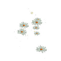 daisy flowers gif - Darmowy animowany GIF