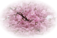 rose  cericier fleur - PNG gratuit