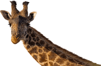 Kaz_Creations Giraffe - бесплатно png