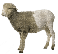 Kaz_Creations Sheep - besplatni png