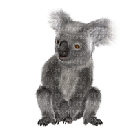 koala bear - PNG gratuit