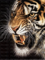 aze tigre - GIF animé gratuit