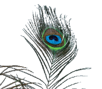 Peacock feather - Animovaný GIF zadarmo