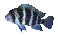 poisson - Nemokamas animacinis gif