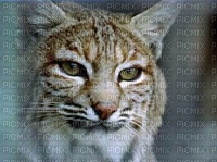 so lynx - kostenlos png