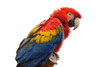 ✶ Parrot {by Merishy} ✶ - PNG gratuit