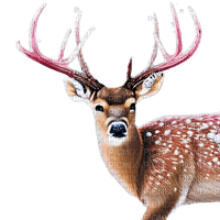 kikkapink winter deer animal - png gratis