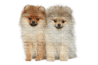 Pomeranian puppy - darmowe png