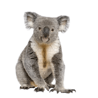 Australia animals koala bp - bezmaksas png