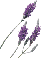 lavender Bb2 - безплатен png