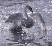 Swan - Nemokamas animacinis gif
