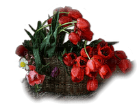 blommor--flowers--red--röd - png gratuito