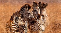 zebra bp - 免费PNG