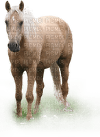 Horse - nemokama png