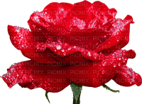 fresh rose Bb2 - PNG gratuit