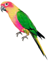 Parrot.Pink.Yellow.Green - Free PNG
