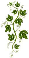 feuilles - darmowe png