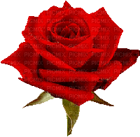 róża - Δωρεάν κινούμενο GIF