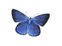 Kaz_Creations Butterfly Blue - 免费PNG