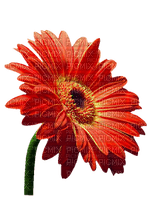 Kwiaty gerber - png gratis