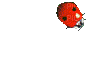 ladybug - Bezmaksas animēts GIF