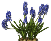 flower, kukka, fleur - png grátis