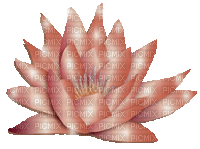 flowers-fleur lotus - GIF animé gratuit